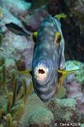 Cantherhines macrocerus Poisson lime a taches  blanches-Bonaire South Bay-4m-20180218-Denis-ADER-DSC_6557_tn